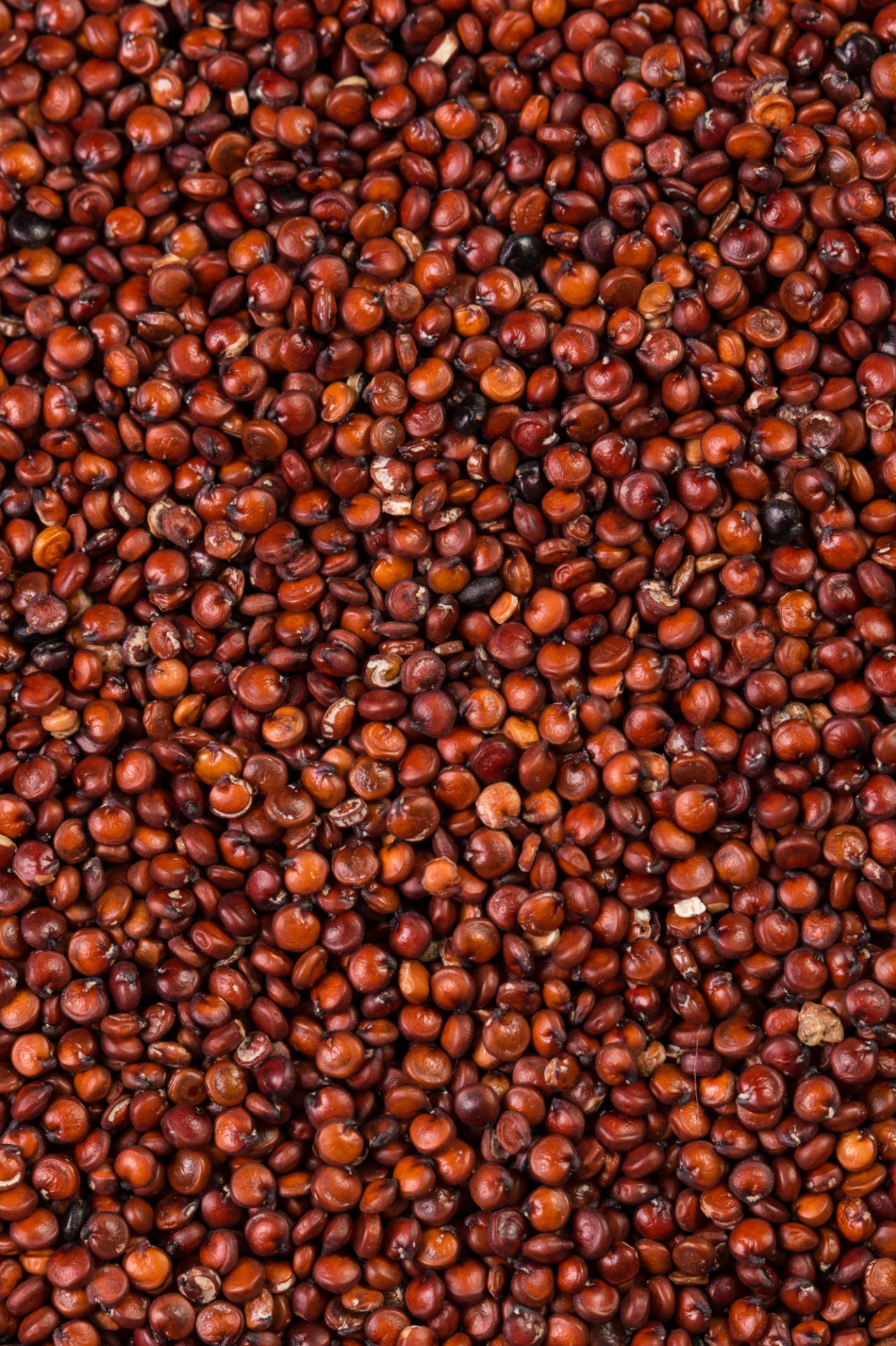 Quinoa Rouge d'Anjou