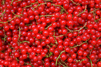 Fruits rouge