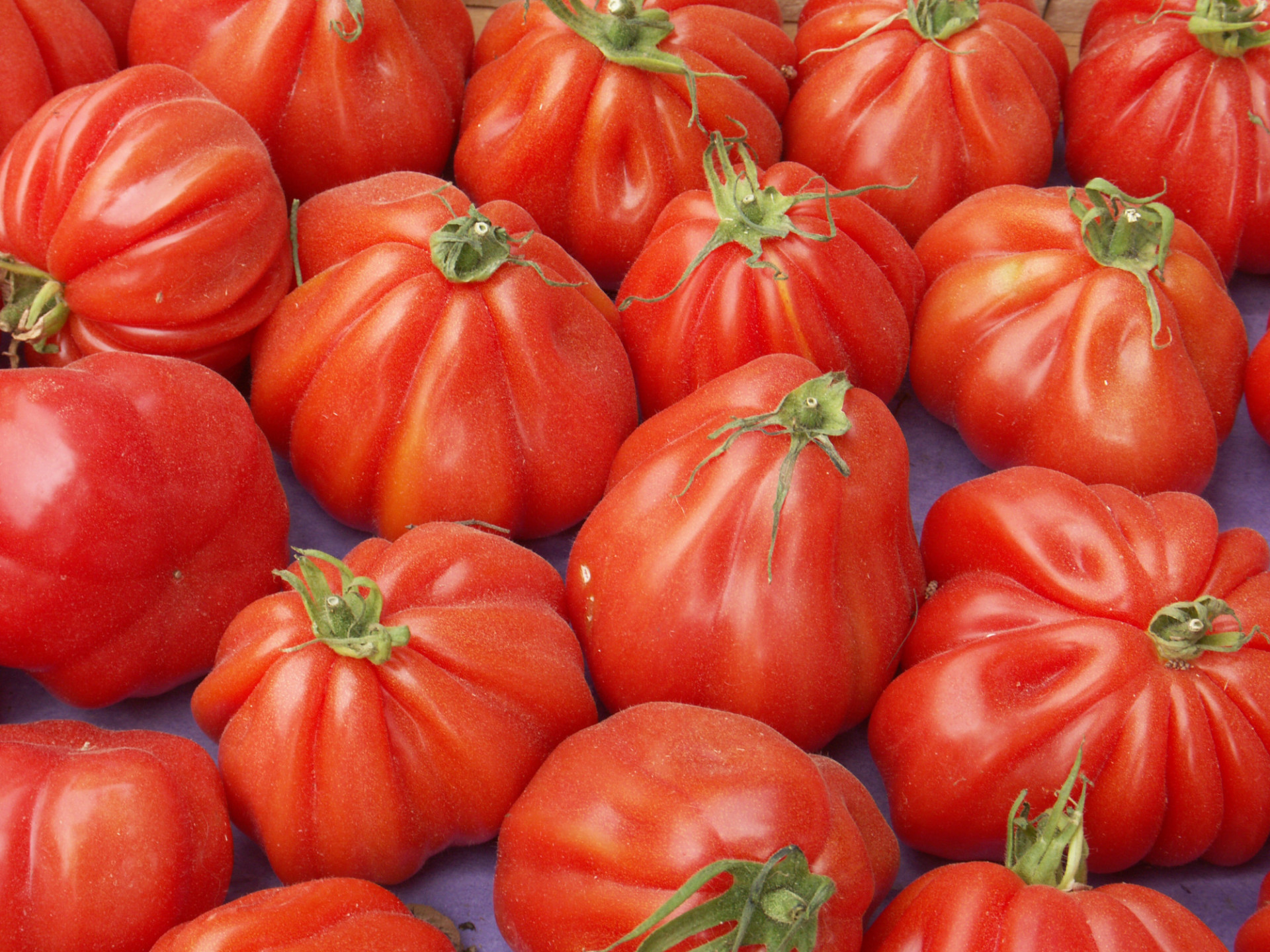 Tomate Cotelée type Ancienne Coeur de Boeuf
